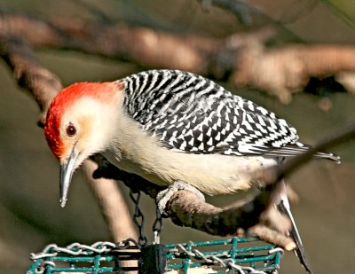 Red-Bellied Woodpecker