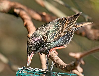 Starling