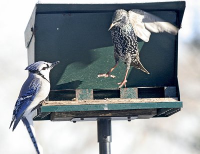 Dueling Birds