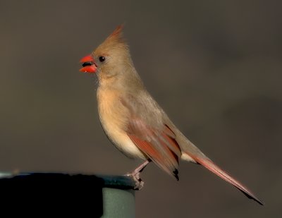 Cardinal