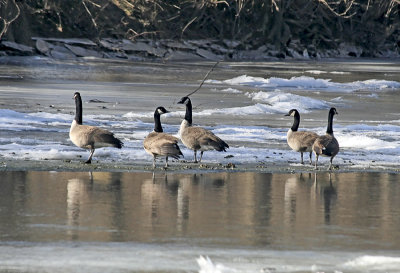 Geese on the Brandywine