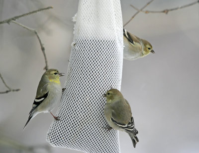 American Goldfinch