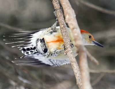 Red Bellied Woodpecker