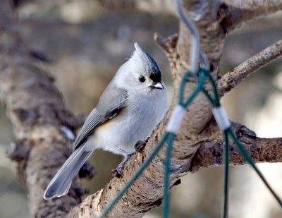 Tufted Titmouse