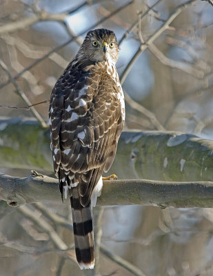 coopers Hawk