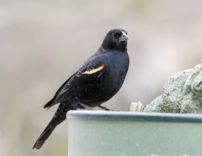 Red-Winged Blackbird