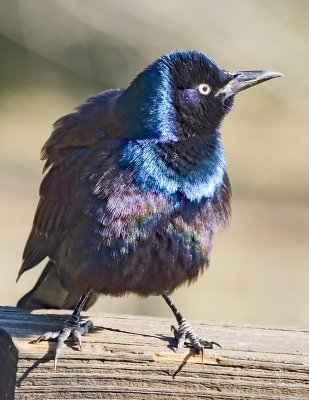 Common Grackle