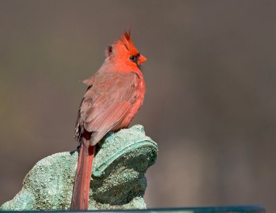 Cardinal