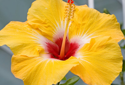 Hibiscus