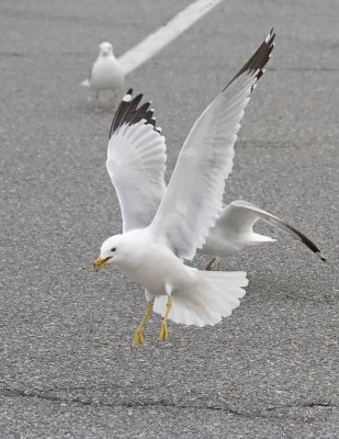 Ring-Billed gull