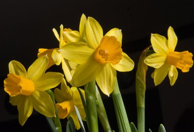 Daffodil