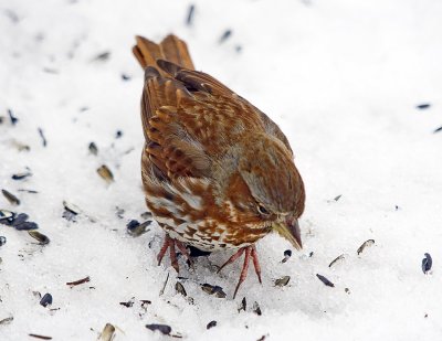 Fox Sparrow