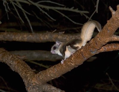 Flying Squirrel
