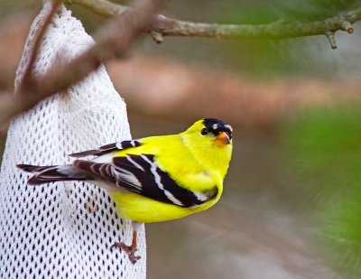 Goldfinch