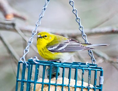 Pine Warbler