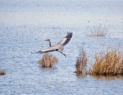 Blue Heron