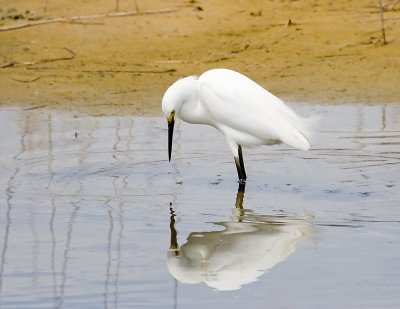 Snowy Egret