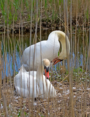 Mute Swan Couple