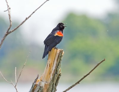 Red Winged Blackbird