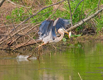 Great Blue Heron