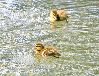 Ducklings in the mote.