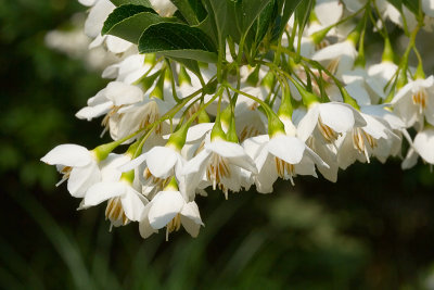 Styrax japonica