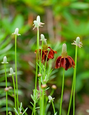 Rudbeckia