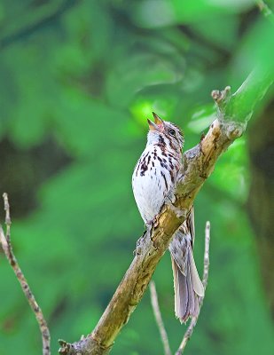 Song Sparrow