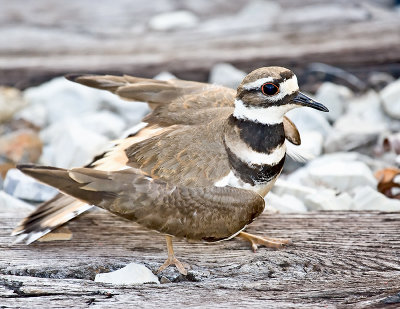 Killdeer