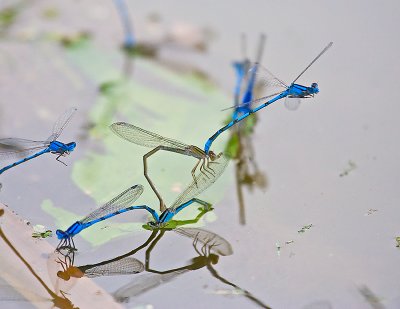 Bluet - Lancaster County, PA
