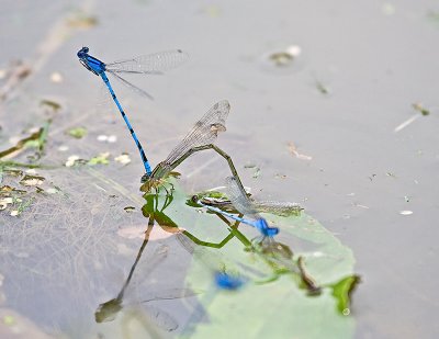 Bluet - Lancaster County, PA