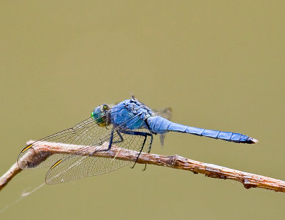 Pondhawk - Lancaster County, PA