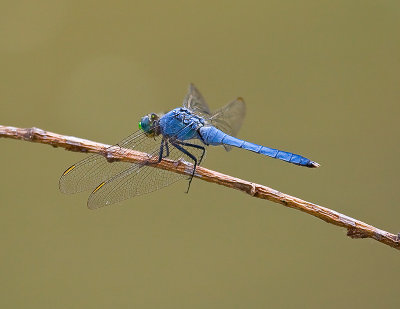 Pondhawk - Lancaster County, PA