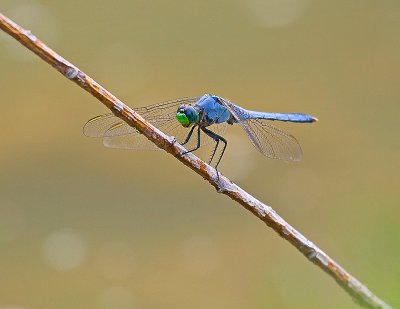 Pondhawk - Lancaster County, PA
