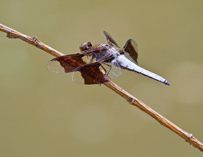 Long-Tailed Skimmer - Lancaster County, PA