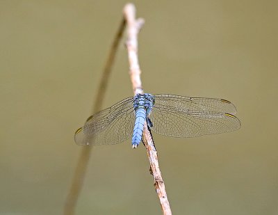 Pondhawk - Lancaster County, PA