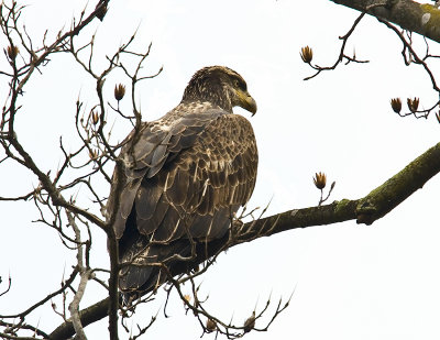 Bald Eagle - Juvenile