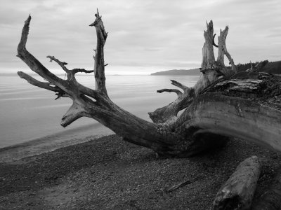 More driftwood