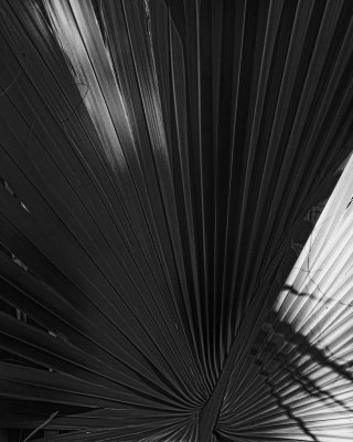 Palm