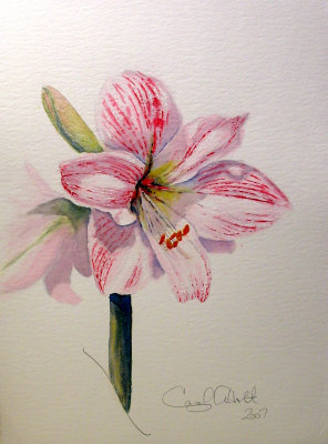 Apple Blossom Amaryllis