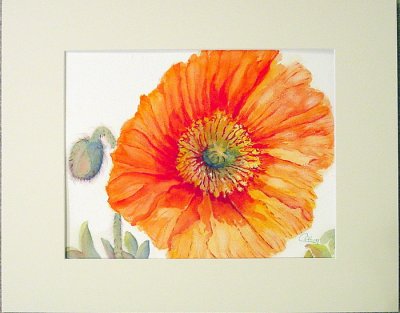Poppy