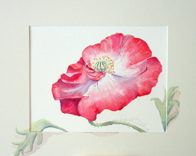 Dabs' Red Poppy