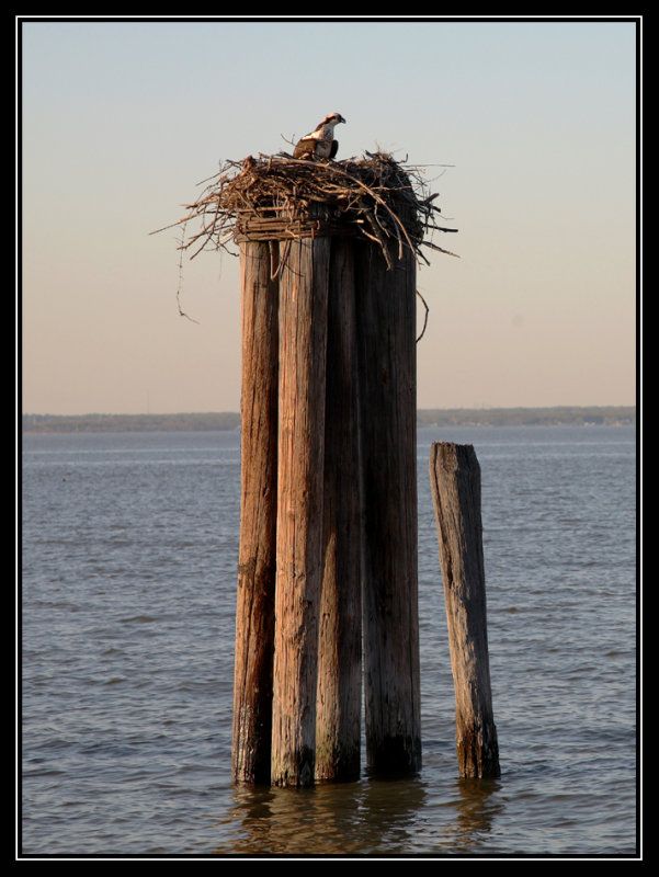 Nesting at Sun Set
