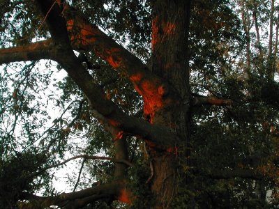 Shadyside tree at sunrise