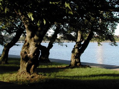 tidal basin and Washington monument
