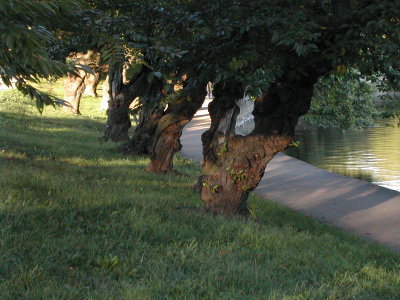 trees along tidal basin 1