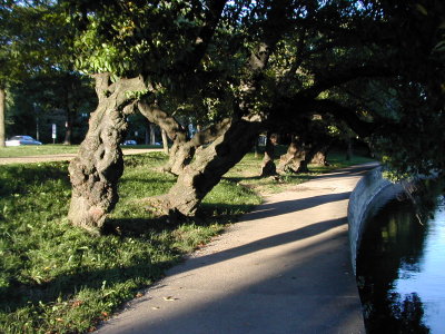 trees along tidal basin 2
