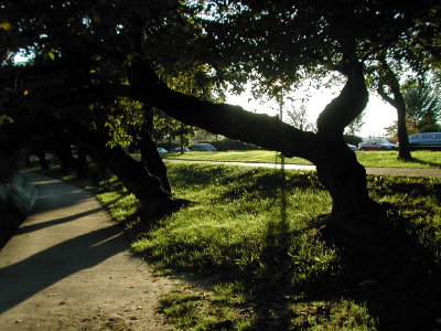 trees along tidal basin 3