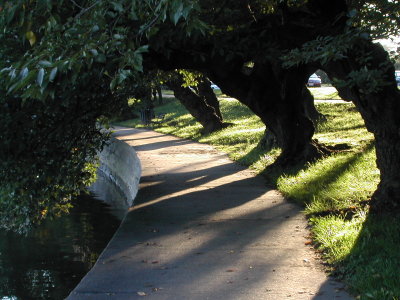 trees along tidal basin 4