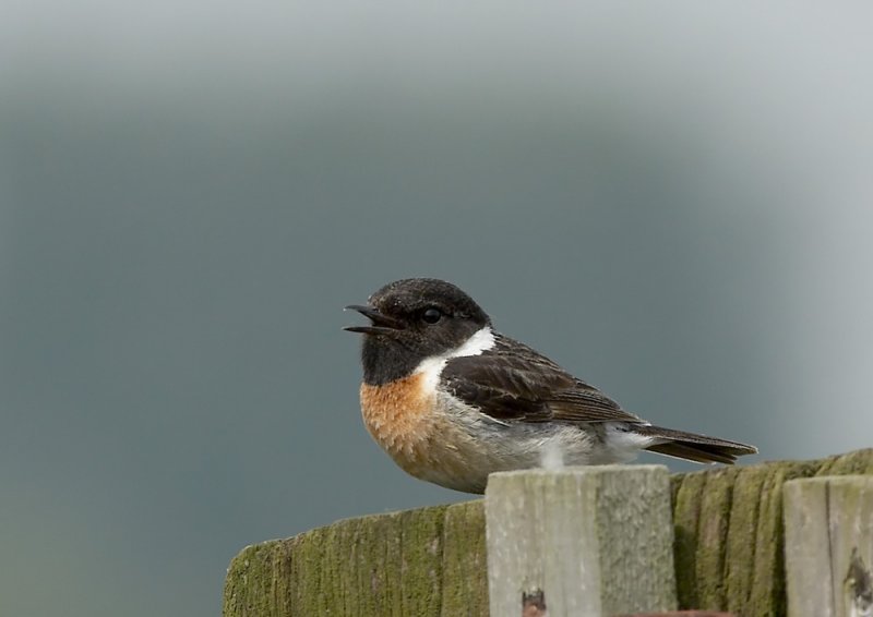 Roodborsttapuit  - Common Stonechat
